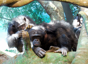 よこはま動物園ズーラシアへ行こう | ズーラシアで<b>チンパンジー</b>の森が完成