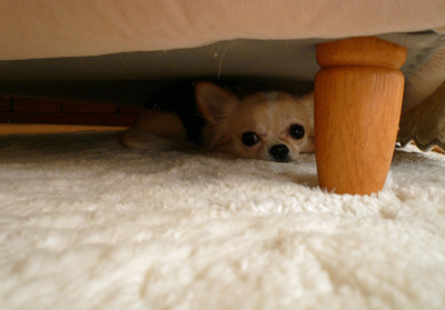 ソファーの下