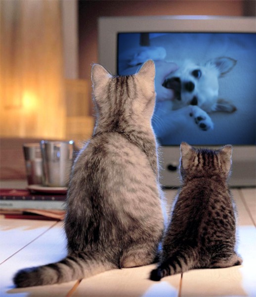 テレビを見るネコ