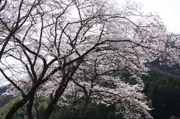 桜、桜090321a