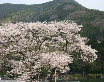 桜、桜090321b