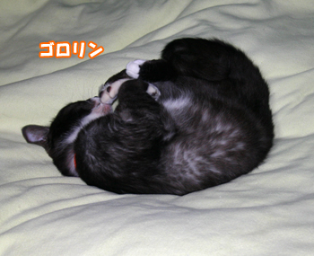 女は強し？090526d