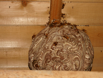 天井裏にハチの巣が！090817a