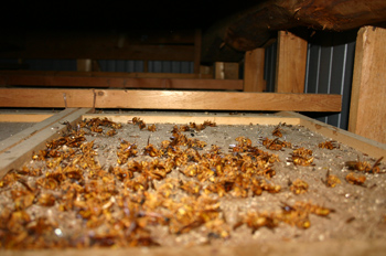 天井裏にハチの巣が！090817c