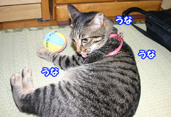 ボール遊び猫090822e