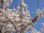 埼玉の桜