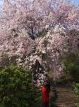 みかも山公園の庭園・しだれ桜