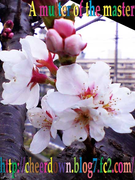 2009年の桜