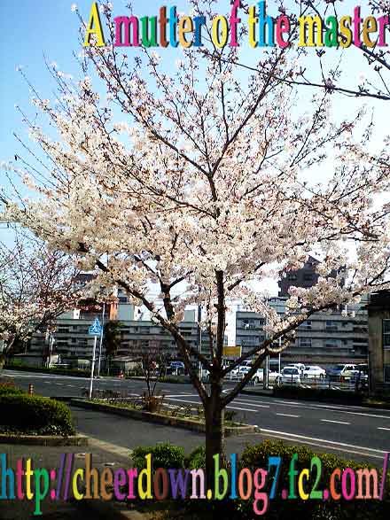店の前の桜。