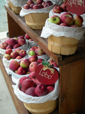 apple-picking-5-50.jpg