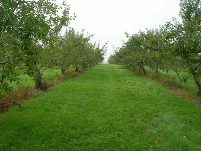 apple-picking-7-50.jpg