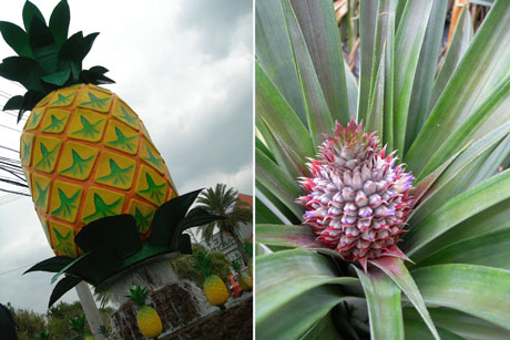 okinawa-pineapple.jpg