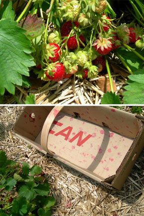 strawberry-picking-3.jpg