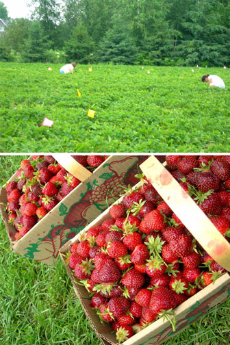strawberry-picking-4.jpg