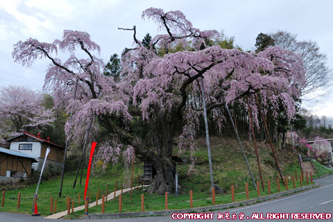 紅枝垂れ地蔵桜