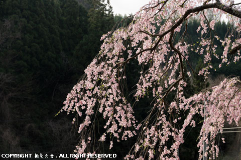 瑞雲寺の枝垂れ桜