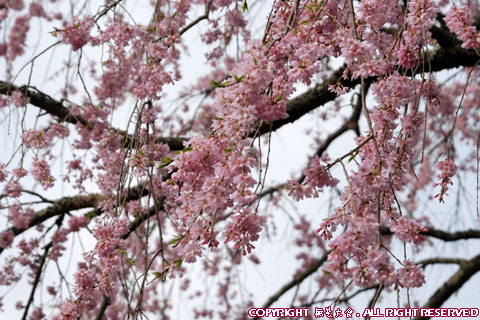 瑞雲寺の枝垂れ桜