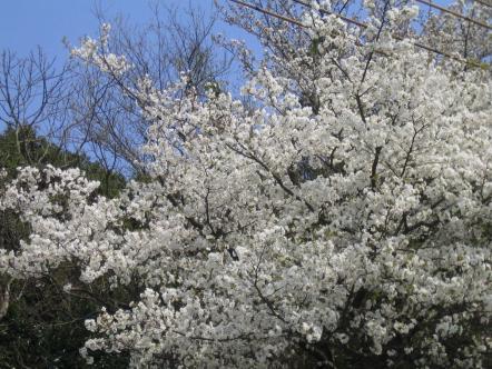 熊本ではもう桜が・・・