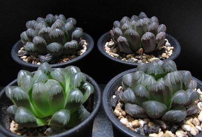 H. obtusa