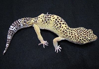 gecko6-071027-2.jpg