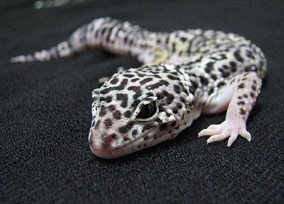 gecko7-071027.jpg