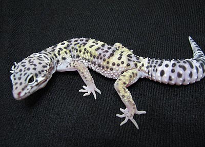 gecko8-071027-2.jpg
