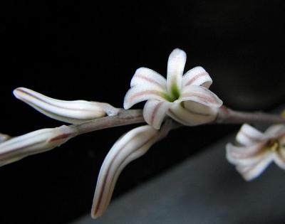 flower of Haworthia