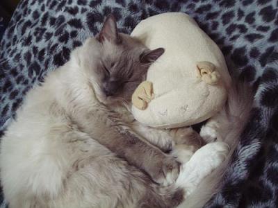 猫と枕