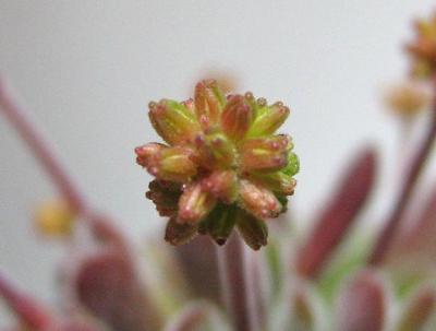 Crassula pubescens