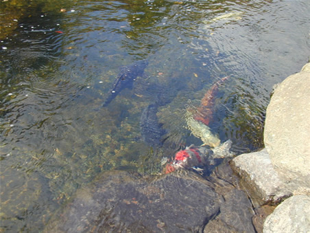 伊勢神宮の川にいる鯉