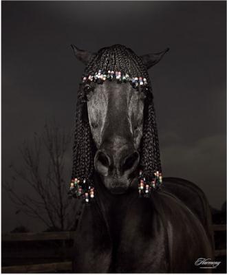 Julian Wolkensteinの馬写真