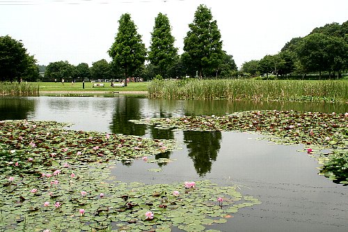 見沼池