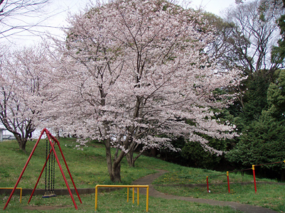 2009年　はちまんやま緑地の桜
