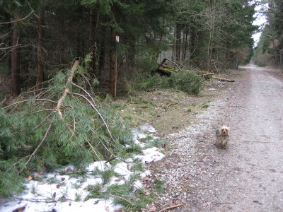 雪で倒れた木