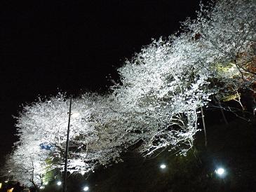 足高山☆夜桜