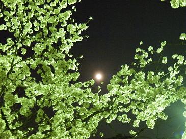 夜桜★福山城にて