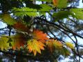 松原湖の紅葉その１