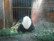 P1020061北京動物園　後ろ向きのパンダ