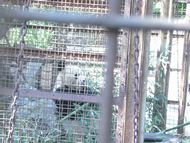 P1020063笹の葉を食べているけれど柵でほとんど見えないパンダ