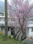 ハウスクリーニング桜４