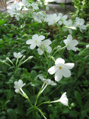 春を待つ庭から 今咲く白い宿根草