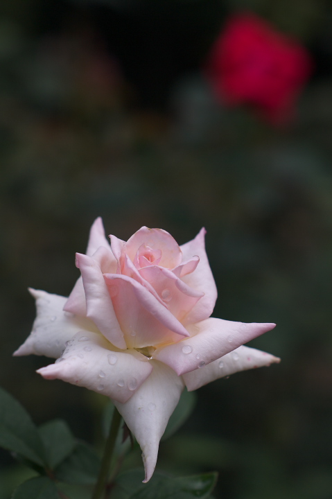 PK7_0218-85.jpg