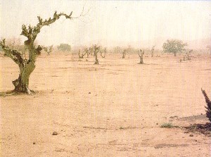 アフリカの悲劇 １ 砂漠化 温暖化 治療 病状日誌