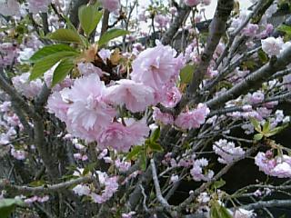 とんぼり桜