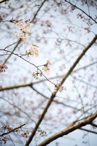 090328隅田公園桜