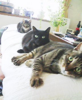 3猫